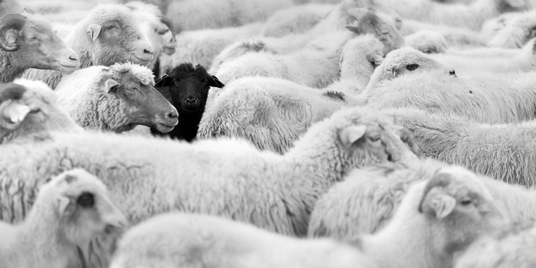 Manager comme un maître berger