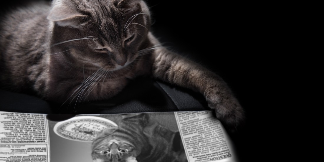Les chats font-ils plus vendre que les chiens ?